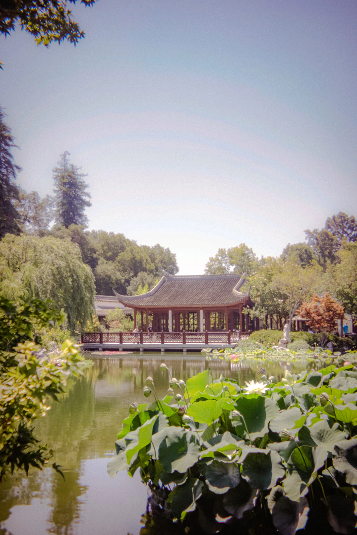 A garden pavilion across a pond with lotus leaves in front